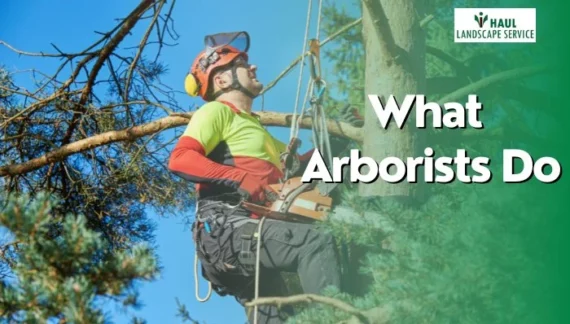 What do arborists do?