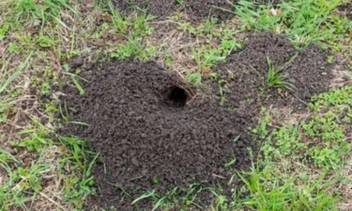 what digs holes in mulch