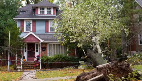 Can a House Withstand a Tree Falling on It