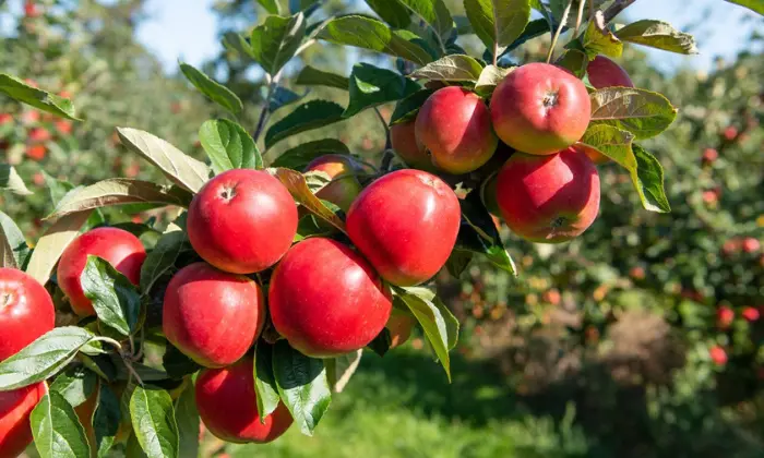 how to care for fruit trees