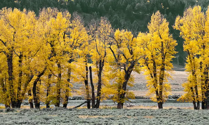what trees turn yellow in the fall